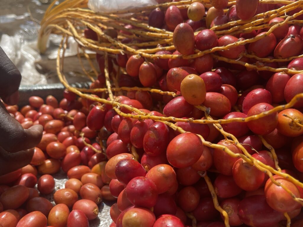 L’or doux de l’hiver nigérien : immersion au cœur du marché des dattes fraîches à Niamey