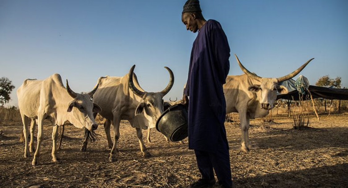 Illustration de l’élevage et du cheptel au Sahel